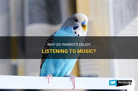 do parrots like music while the sky is blue